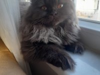 Çikolata uzun tüy çok özel bir yavru british longhair