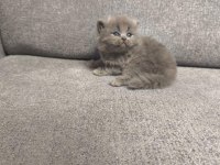 2 British 2 Scottish