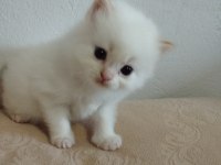 British Bebek Kediler