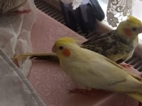 Sevimli sultan papağanı yavruları