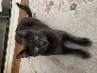 Ücretsiz Sahiplendirme Russian Blue