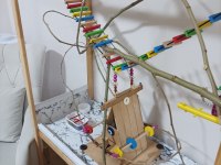 Full Evcil Erkek Sultan Papağanı