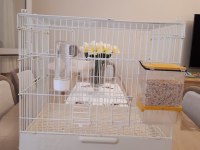 Üretime Hazır Muhabbet Kuşu Çifti Büyük Boy Kafes Seti