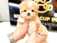 2 Aylık Korean Toy Poodle Yavrularımız