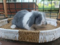 Orjinal teddy lop tavşanları