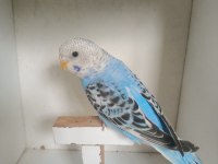 Yeme düşmüş muhabbet kuşu yavruları