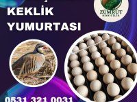 Döllü kuluçkalık keklik yumurtası