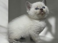 Sağlıklı Safkan Oyuncu British Shorthair Yavrular