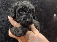 Harika Poodle Minikler