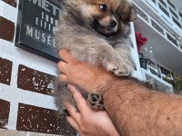 Pomeranian Boo Orjinal Teddy