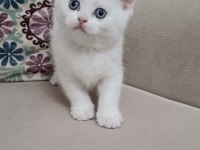 2 Aylık British Shorthair Erkek Yavrular Sahiplendirilecektir