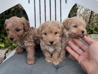Sıfır Numara Maltipoo Ve Poodle Yavrular