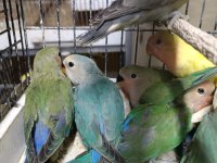 Hobiciden yeni yeme düşmüş sevda papağanı yavrular