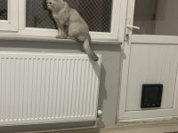 Kedimiz Ücretsizdir Ömürlük Yuva