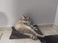 1.5 Yaşındaki British Shorthair Oğluma Yuva Arıyorum Ücretsiz