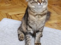 Nazlı Kızımız Kedimize Yuva