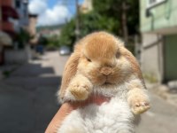 Safkan Evcil Tavşan Yavruları Her Yere Gönderim