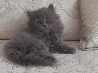 2 aylık oyuncu sevecen kedim