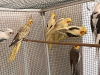 Eylül ayından haziran ayına kadar her türlü sultan yavru mevcuttur