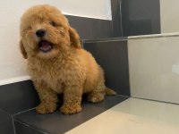 Maltipoo Yavru