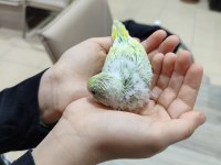 Ev Üretimi Yavru Muhabbet Kuşlar