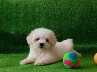 Irkının en kaliteli maltese yavruları