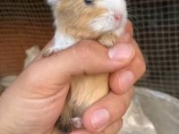 Rengarenk Çok Tatlı Ginepig Yavrular