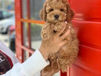 Safkan Toy Poodle Yavrularımız