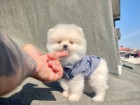 Ayı Surat Pomeranian Boo Yavrular