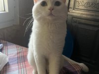 Kedimi sahiplendirmek istiyorum