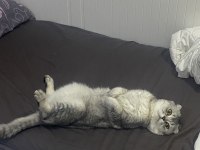 Scottish Fold (Erkek) Yeni Yuvasını Arıyor