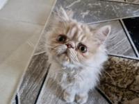 3 aylık iran kedisi kardeşler