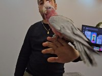 Full Evcil Bebek Kakadu