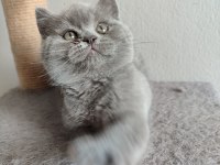 Ayı Surat Safkan Son British Shorthair Yavrumuz