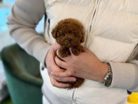 Aşılı Toy Poodle Yavrularımız