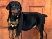 Efsane Doberman Köpeği Bebekler