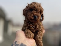 Red Brown Toy Poodle Yavrular