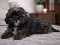 Nadir Altın Çikolata Shih Tzu Yavru – 10 Ocak Doğumlu