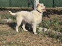 Terrier barack kırması iki kardeş