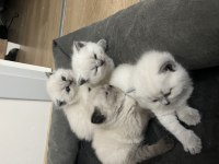 British longhair yavru kediler