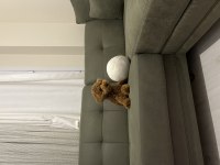 Red Brown Toy Poodle