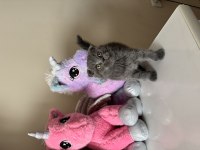 Scottish Fold Gri Yavrular