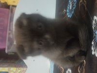 4 Tane Yavrumuz Var 2 Ay Bir Haftalık Kedimiz