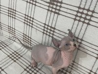 Odd Eyes Ve Elf Kulak Kanada Sfenks Yavrular