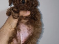 Toy poodle red brown