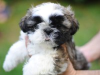 Ev Ortamında, Anne Altından Harika Shih Tzu Bebekler