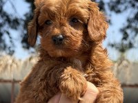 Bursa'nın En Güzel Maltipoo Bebekleri