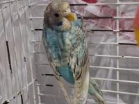 50 günlük jumbo muhabbet kuşu