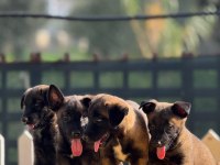 Safkan Belçika Malinois Yavruları