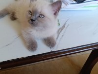 2 Aylık British Blue Point Yavru Kediler